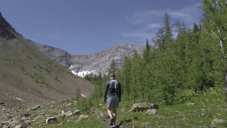 Hiker-walking-down-valley-by-pine-trees-followed-Rockies,-Kananaskis,-Alberta-Canada