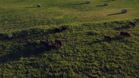 Kühe,-Die-Auf-Einer-Grünen-Wiese-Weiden,-Umkreisten-Alberta,-Kanada