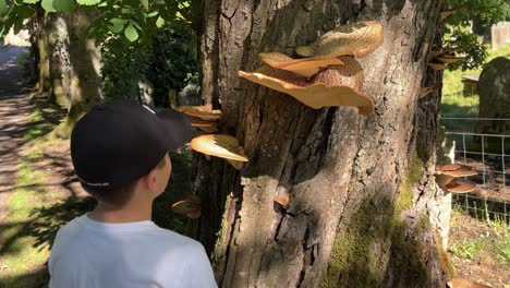 Boy-looking-at-a-tree-trunk-with-Dryad's-saddle,-one-of-the-many-types-of-bracket-fungi-to-be-found