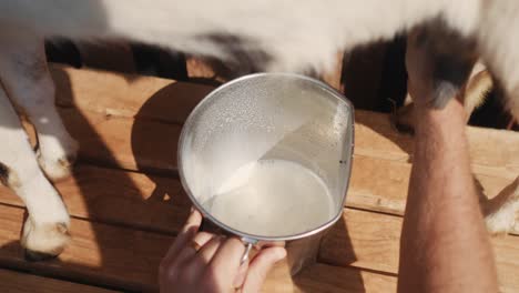 Pov-Hautnah-Hände-Bauer-Melken-Ziege-Kuh-Füllen-Eimer-Mit-Frischer-Natürlicher-Organischer-Gesunder-Weißer-Milch