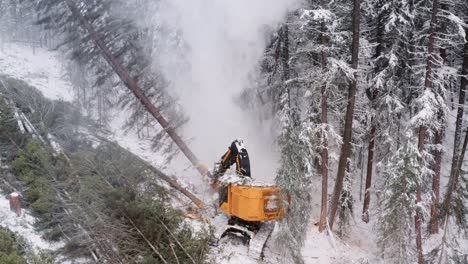 Drone-slowly-pans-around-industrial-timber-logging-machine-as-it-saws-a-pine-tree-and-lays-it-down,-snow-powders-around-the-tree-as-it-falls-on-a-nearby-pile-of-fell-trees