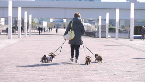 A-hand-held-slow-motion-shot-from-behind-of-a-woman-walking-four-Long-Haired-Dachshund-on-a-promenade-in-Japan