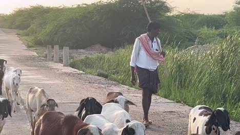 A-static-shot-of-small-herd-of-goats-gazing-on-the-road-at-sunset-time