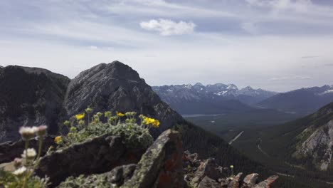 Flores-En-Las-Montañas-Cerca-De-Rack-Focus-Rockies-Kananaskis-Alberta-Canadá