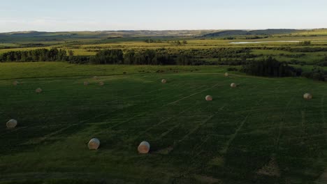 Kühe-Auf-Einer-Grünen-Wiese-Mit-Ballen-Umkreisten-Alberta,-Kanada