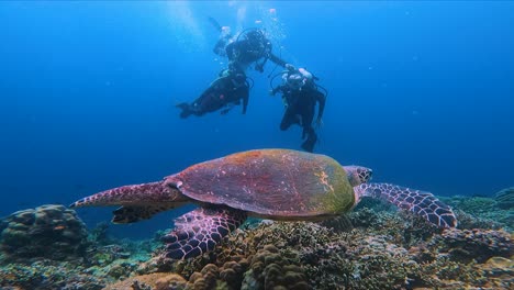 Scuba-Divers-Looking-at-Sea-Turtle-Coral-Reefs-Underwater-Slow-Mo