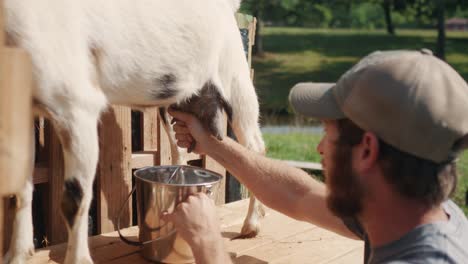 young-bearded-caucasian-farmer-milking-goat-filling-a-steal-bucket-pot-with-fresh-natural-bio-organic-healthy-milk