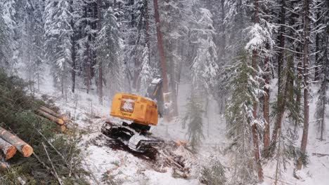 EPIC-saw-manipulator-timber-logging-machine-cutting-and-laying-down-large-pine-trees-in-nearby-piles,-snow-falls-off-the-trees-in-dramatic-effect