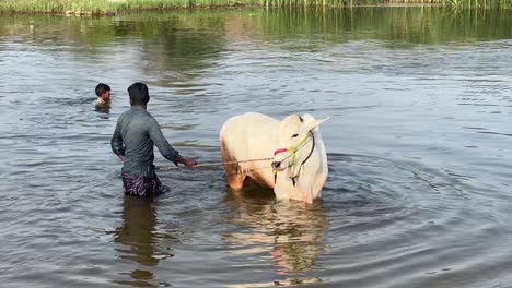 A-static-shot-of-a-cow-is-cooling-down,-taking-a-bath-and-standing-in-the-river