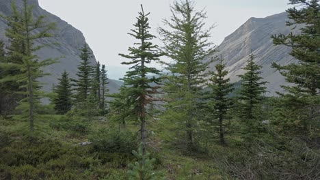 Montaña-Bosque-De-Pinos-Valle-Punto-De-Vista-Montañas-Rocosas-Kananaskis-Alberta-Canadá