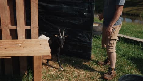 Farmer-taking-care-of-young-little-cute-goat-before-milking-in-rural-farm