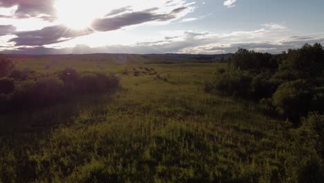 Las-Vacas-Que-Pastan-En-Un-Campo-Verde-Sun-Bursting-Se-Acercó-A-Alberta-Canada