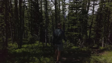 Hiker-descending-trough-pine-trees-Rockies-Kananaskis-Alberta-Canada
