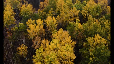 Aerial-shot-of-yellow-and-red-forest-along-a-misty-river