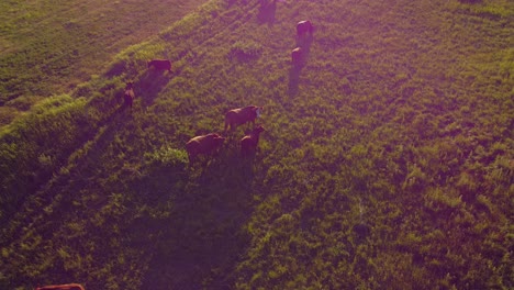 Las-Vacas-Que-Pastan-En-Un-Campo-Verde-Con-Fardos-Se-Sacan-De-Alberta,-Canadá