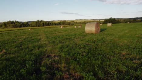 Ballen-Auf-Einer-Grünen-Wiese-Mit-Kühen-Näherten-Sich-Alberta,-Kanada