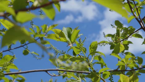 Abstract-green-spring-leaves-in-focus-with-a-blue-sunny-sky-and-white-clouds-in-the-background