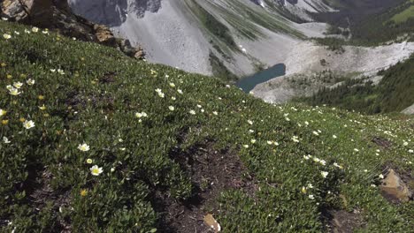 Mountain-lake-revealed-behind-grass-and-flowers-Rockies-Kananaskis-Alberta-Canada
