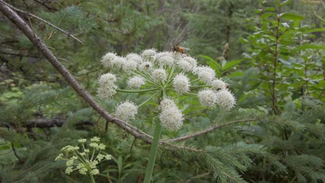Bienen,-Die-Sich-Von-Weißen-Blumen-Ernährten,-Näherten-Sich-Eingekreisten-Rockies-Kananaskis-Alberta-Kanada