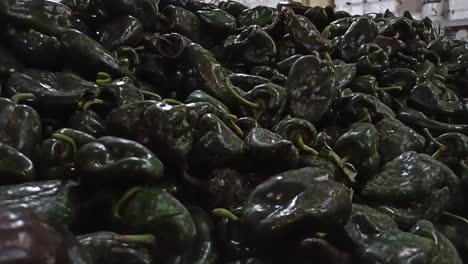 A-bunch-of-green-chile-poblano