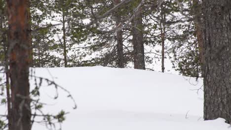 Viejo-Esquiador-Nórdico-Esquiando-En-Un-Bosque-De-Pinos-En-Un-Día-Nublado