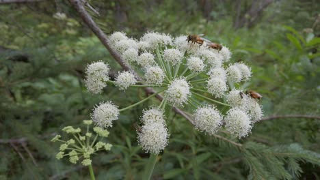 Bienen,-Die-Sich-Von-Einer-Weißen-Blumenkuhpastinake-Ernähren,-Näherten-Sich-Tilt-Rockies-Kananaskis-Alberta-Kanada