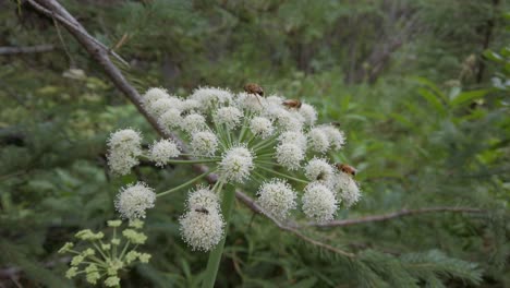 Bienen,-Die-Sich-Von-Einer-Weißen-Blume-Ernähren,-Kuhpastinake,-Näherten-Sich-Nahaufnahme-Rockies-Kananaskis-Alberta-Kanada