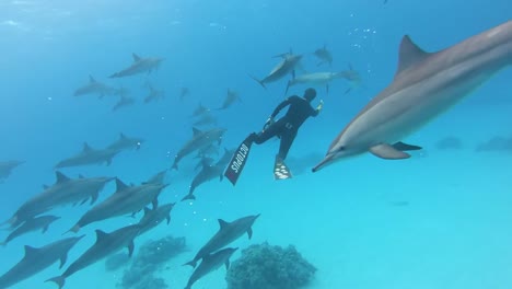 Freediving-with-a-pod-of-dolphins-in-the-Red-Sea