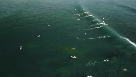 Drone-capture-the-aerial-view-of-a-large-group-of-surfers-riding-a-wave-or-swell-in-the-Indian-Ocean,-along-with-a-big-number-of-others-swimming-in-it