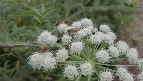 Bees-feeding-on-a-white-flowers-Rockies-Kananaskis-Alberta-Canada