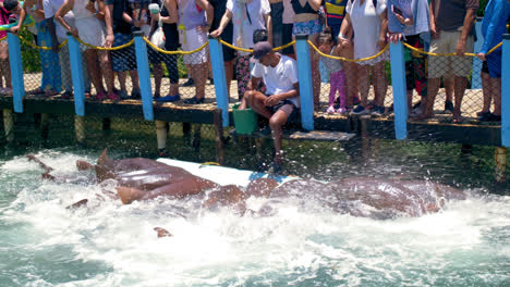 Ein-Hispanischer-Mann-Füttert-Haie-In-Einem-Ozeanarium,-Während-Viele-Touristen-An-Einem-Sonnigen-Tag-Im-Ozean-Zusehen
