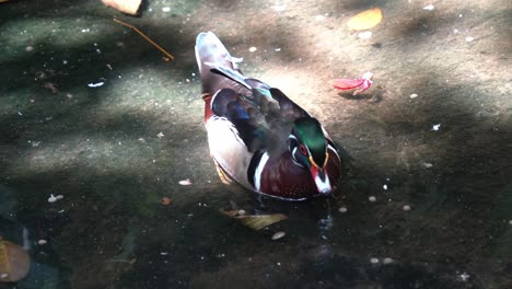 Male-wood-duck-or-carolina-duck,-aix-sponsa,-with-stunning-multicolored-iridescent-plumage-and-red-eyes-swimming-across-the-lake-with-sunlight-passing-through-foliages,-close-up-shot-at-wildlife-park