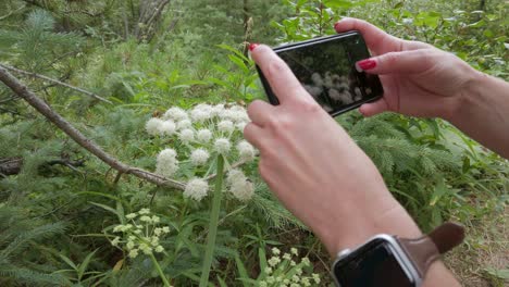 Bienen-Und-Fliegen,-Fotografiert-Mit-Einer-Handykamera,-Die-Sich-Von-Weißen-Blumen-Ernähren,-Rockies,-Kananaskis,-Alberta,-Kanada