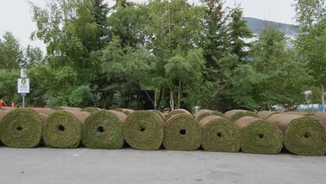 Grass-rolls-turf-wide-static-Rockies-Banff-Alberta-Canada