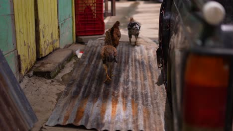 hen-walking-on-the-sidewalk,-hens-in-the-street