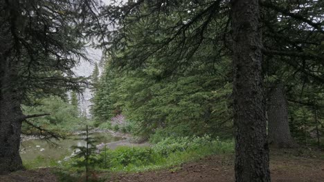 Wald-In-Den-Bergen-Mit-Teich-Und-Rosa-Blumen-Näherten-Sich-Den-Rockies-Kananaskis-Alberta-Kanada