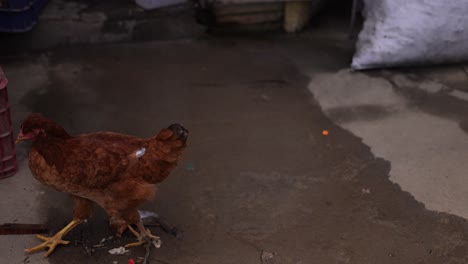 hen-walking-on-the-sidewalk,-hens-in-the-street