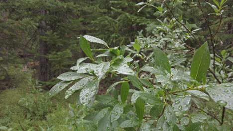 Bush-leaves-in-the-forest-after-rain-approached-Rockies-Kananaskis-Alberta-Canada
