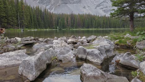 Dog-skipping-rocks-by-pond-in-the-mountain-Valley-forest-light-rain-Rockies-Kananaskis-Alberta-Canada