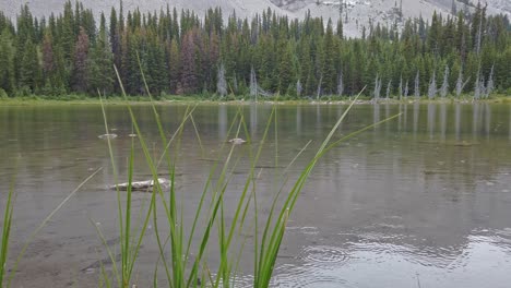 Pond-in-the-mountain-Valley-forest-light-rain-close-up-Rockies-Kananaskis-Alberta-Canada