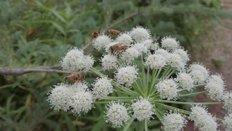Bienen-Treten-über-Die-Fütterung-Auf-Eine-Weiße-Blumenkuh-Pastinake-Rockies-Kananaskis-Alberta-Kanada