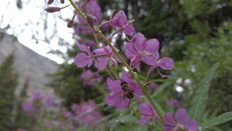 Bee-sheltering-on-a-pink-flower-Fireweed-after-rain-in-the-forest-rack-focus-pull-out-Rockies-Kananaskis-Alberta-Canada