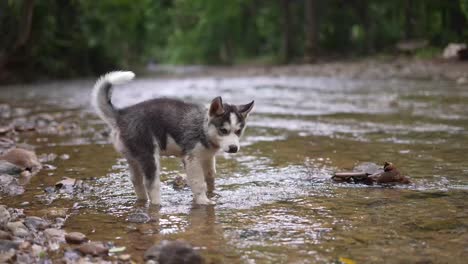 Perro-Husky-Siberiano,-Perro-Husky-Bebé,-Cachorro,-Perro-En-El-Río,-Naturaleza,-Animal-Doméstico-En-Un-Lago
