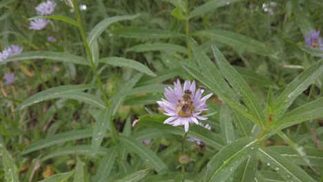 Biene-Und-Fliege-Auf-Einer-Blauen-Fleabane-Blume-Nach-Regen-Im-Wald-Rockies-Kananaskis-Alberta-Kanada