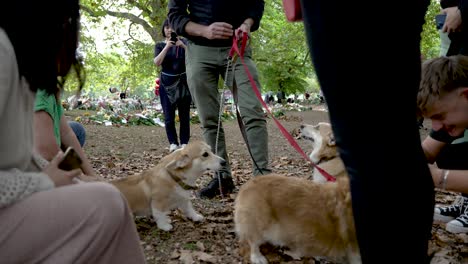 Hundebesitzer-Zeigt-Seine-Corgis-Bei-Floralen-Tributen-Für-Königin-Elizabeth-Ii-Im-Green-Park-Am-12.-September-2022