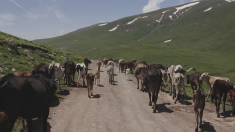 Georgian-Mountain-bulls,-cows-and-calves,-followed-by-two-local-shepherds