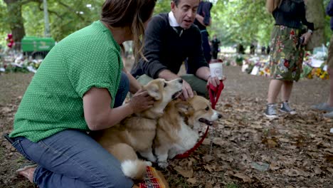 Pair-Of-Adorable-Corgis-Being-Petted-At-Floral-Tributes-For-Queen-Elizabeth-II-At-Green-Park-On-12-September-2022