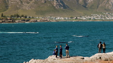 Viele-Wale-Direkt-An-Der-Felsigen-Küste-Bieten-Touristen-Eine-Show