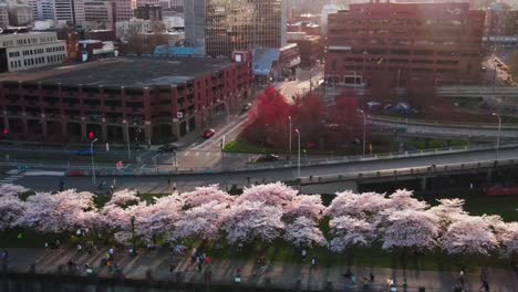 Sonnenuntergang-Kirschblütenbäume-Am-Wasser