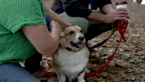 Corgi-Dog-Being-Petted-In-Leafy-Park